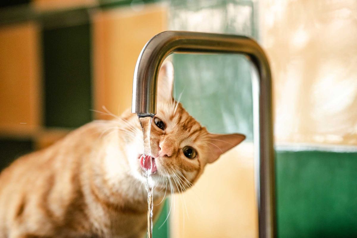 Katze trinkt nicht: Was steckt dahinter