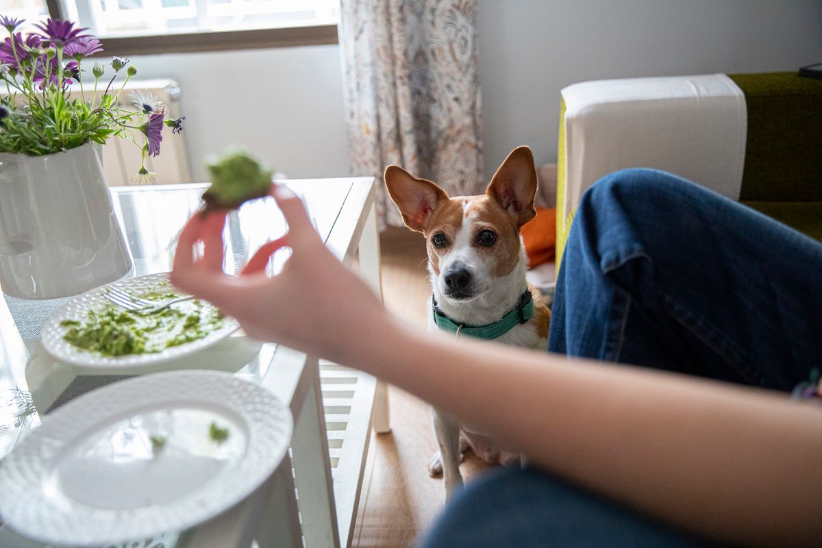 Dürfen Hunde Avocado essen?