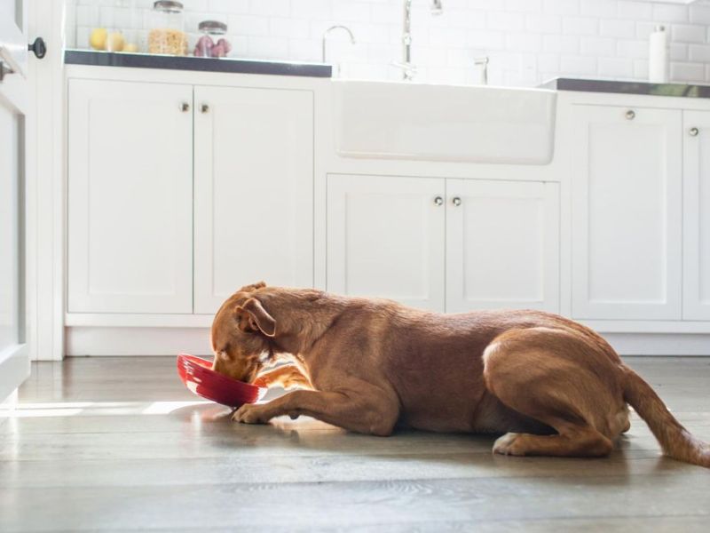 Dürfen Hunde Milch trinken?