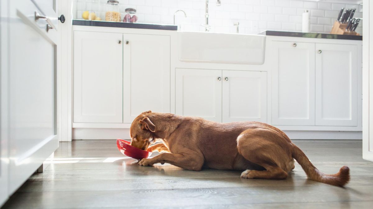 Dürfen Hunde Milch trinken?