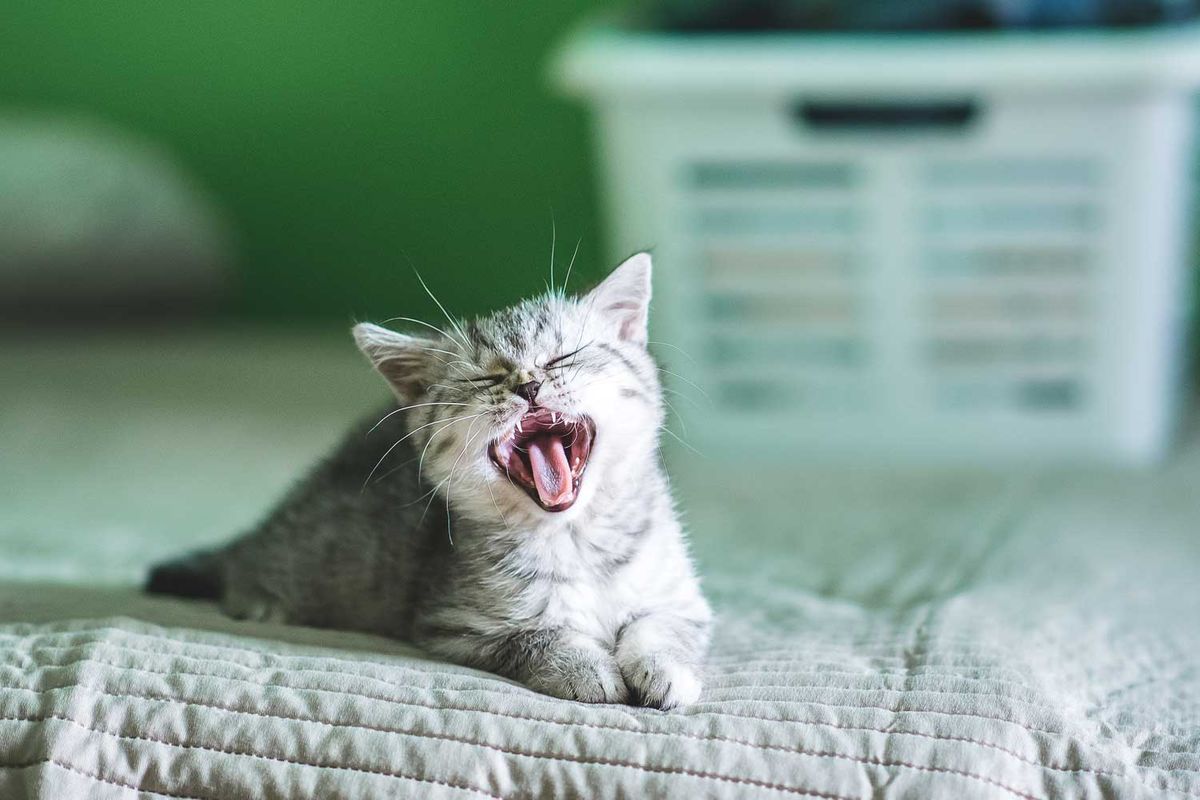 Katze liegt auf dem Bett und miaut