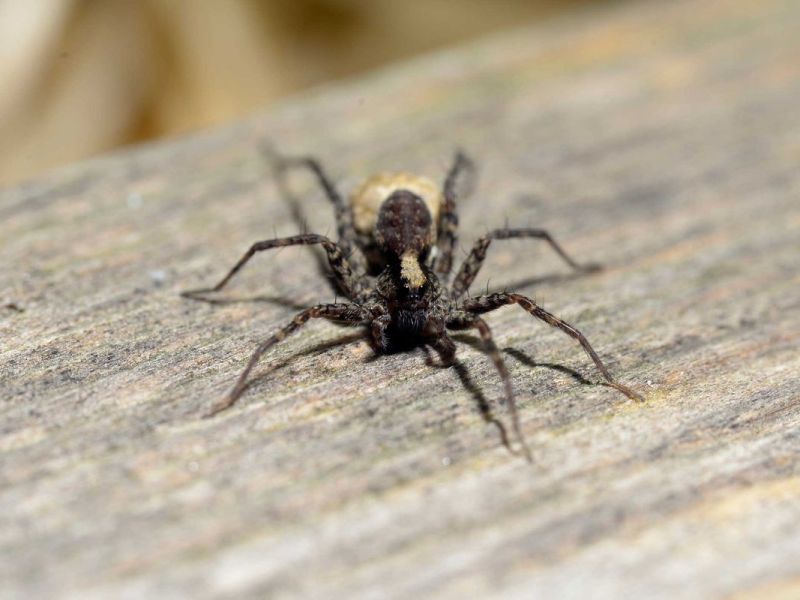 Nosferatu Spinne breitet sich weiter aus