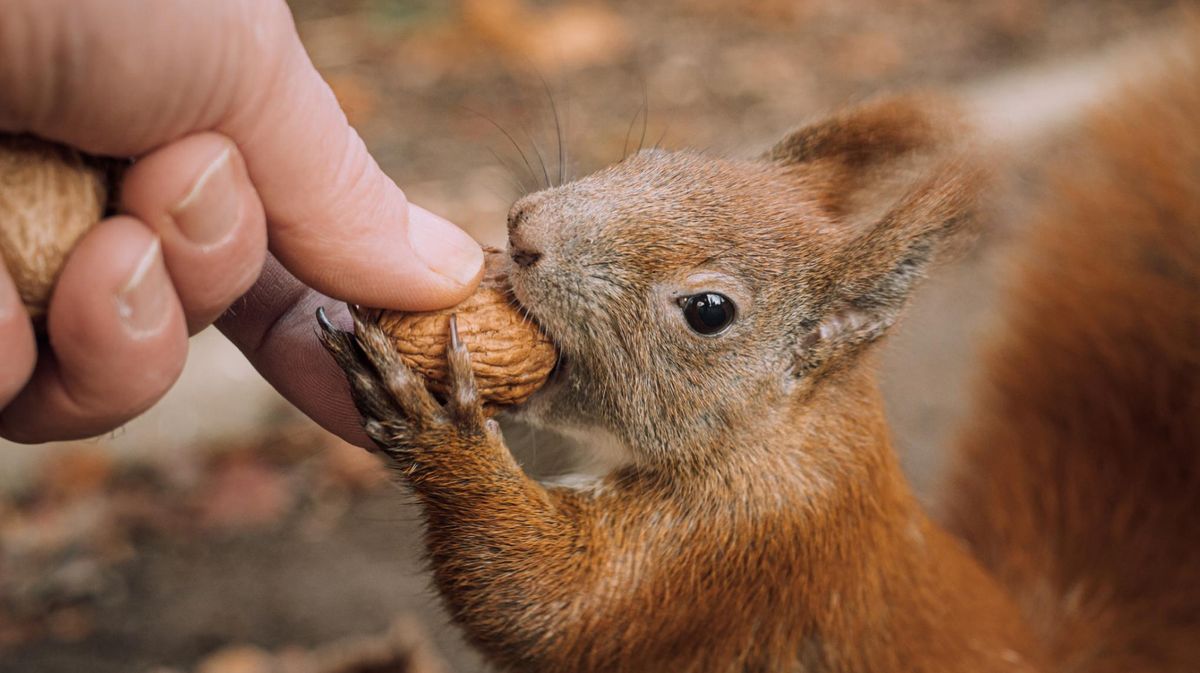 Eichh&ouml;rnchen richtig f&uuml;ttern: Darauf solltet ihr achten