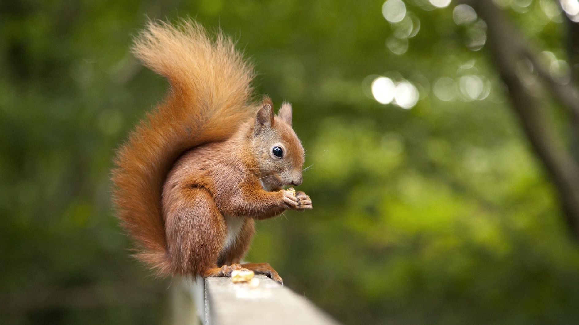 Rotes Eichhörnchen