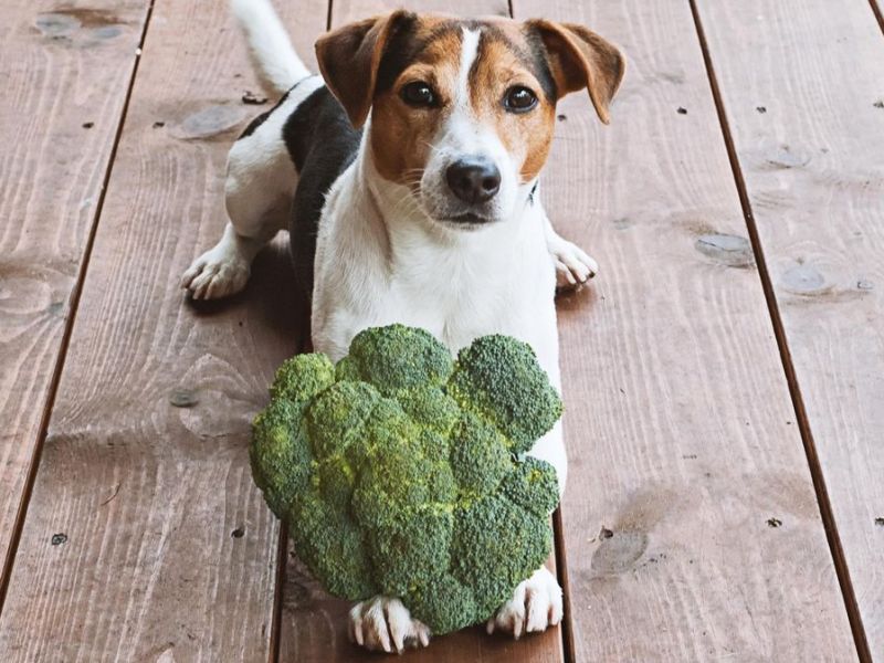 Veganuary: Kann ich meinen Hund vegan ernähren?