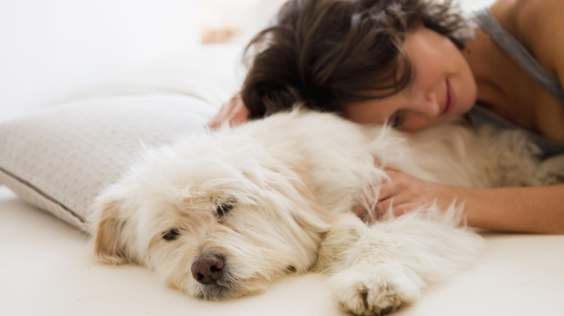 Weißer Hund im Bett