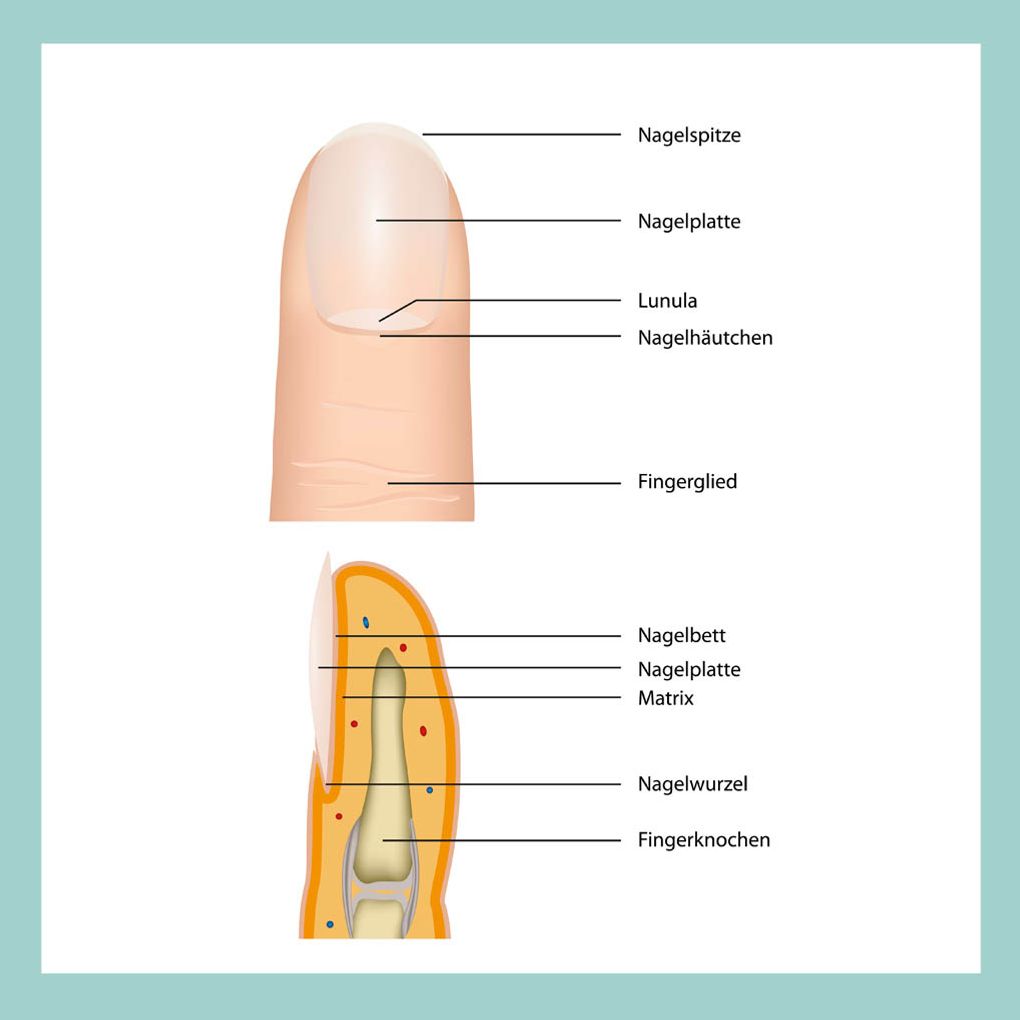 Fingernagel Aufbau