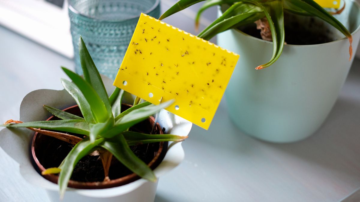 Trauerm&uuml;cken loswerden: Kennst du schon den Streichholz-Trick?