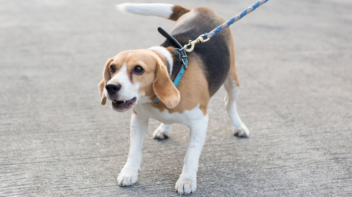 Hund bellt andere Hunde an: Was du dagegen tun kannst