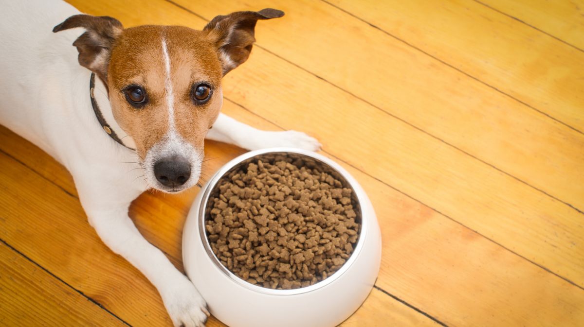 Hund frisst nicht: Das kannst du tun