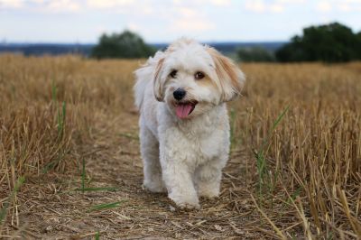 Havaneser sind aufgeweckte, kleine Hunde. Ihr Haarkleid muss gut gepflegt werden.