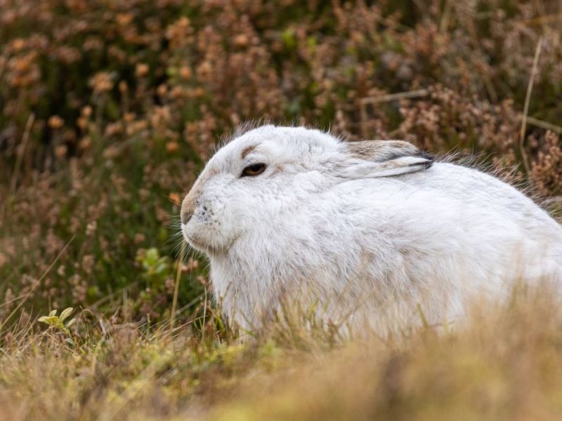 Kaninchen im Gras