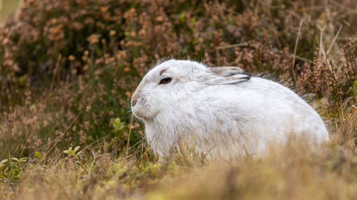 Kaninchen im Gras