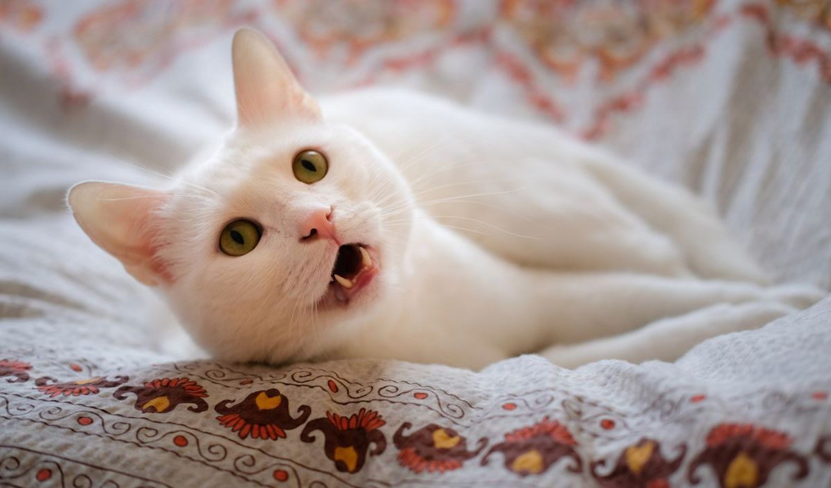 Weiße Katze auf Bett