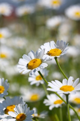 Gänseblümchen