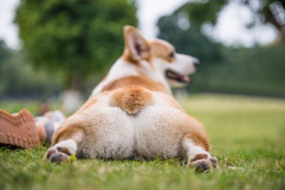 Corgi Corgi