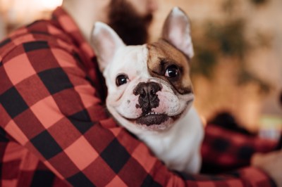 Französische Bulldogge