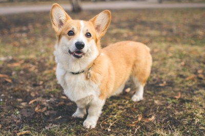 Corgi