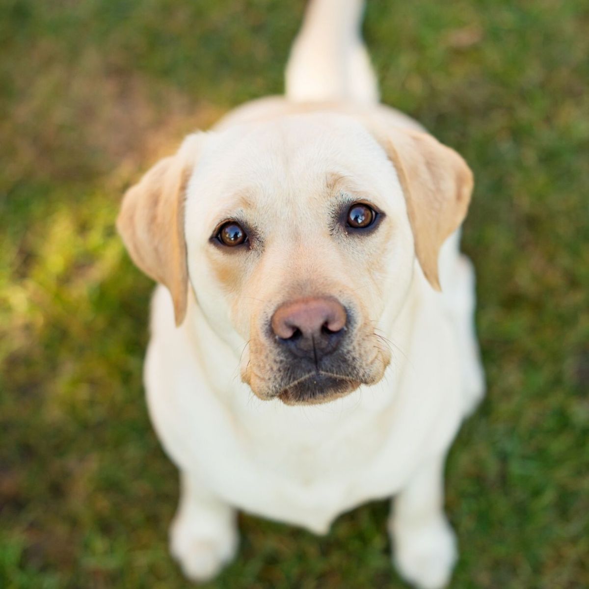 Diese Lebensmittel sind gefährlich für Hunde