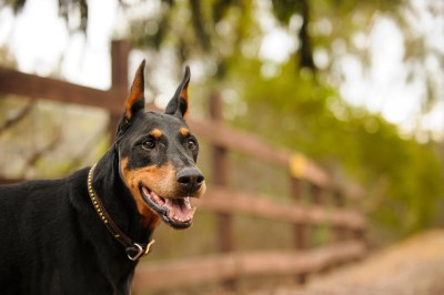 Dobermann