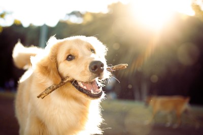 Golden Retriever