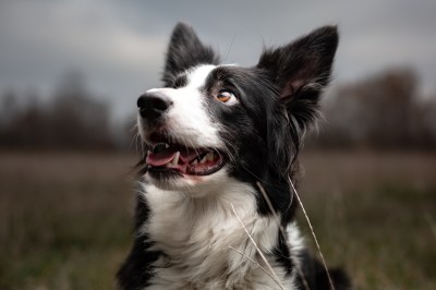 Border Collie