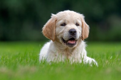 Golden Retriever Golden Retriever
