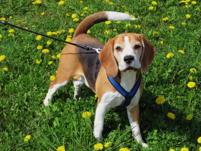 Beagle Beagle