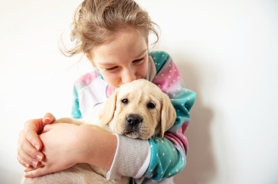 Golden Retriever Golden Retriever