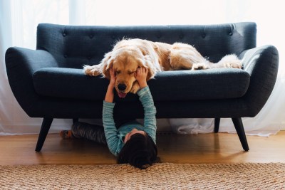 Golden Retriever Golden Retriever
