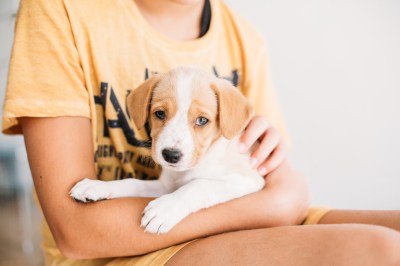Beagle Beagle
