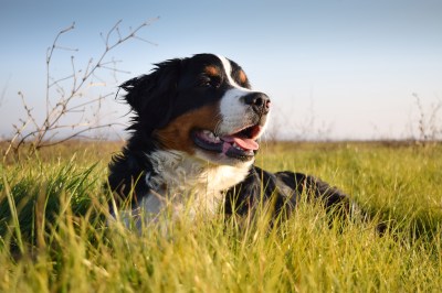 Berner Sennenhund