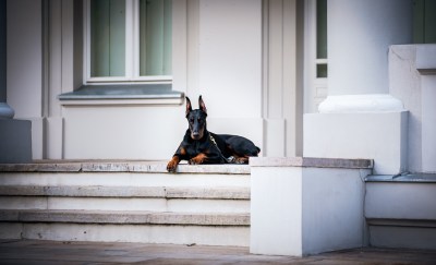 Dobermann