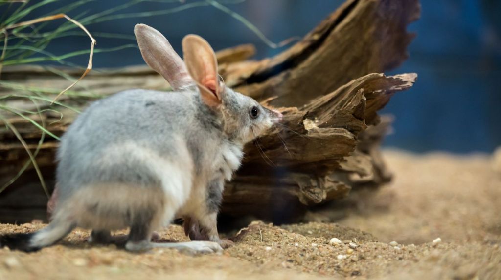 Bilby auf Sand 