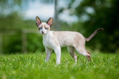 Cornish Rex Kätzchen auf Rasen.