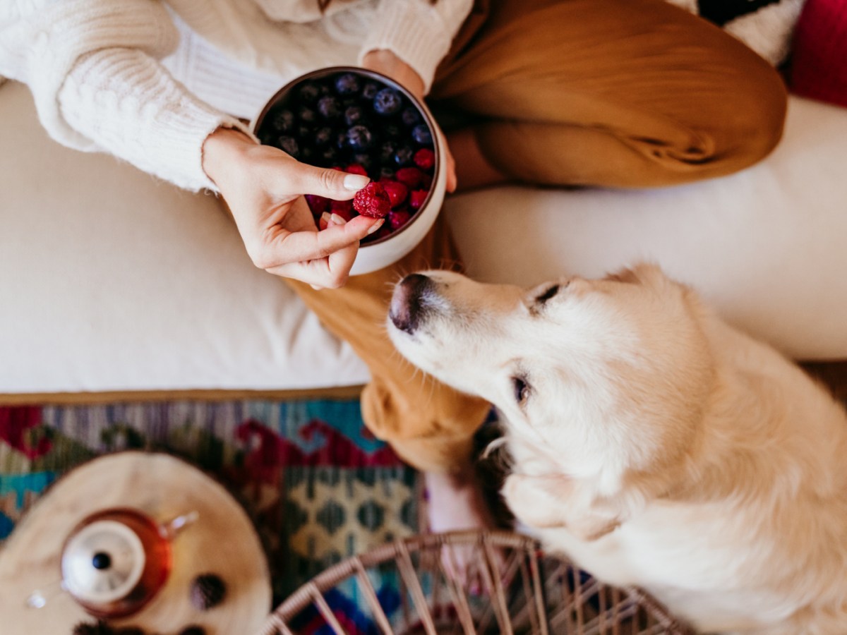 Dürfen Hunde Himbeeren essen?