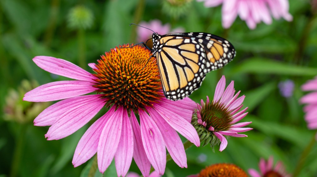 Schmetterling auf einer Blume