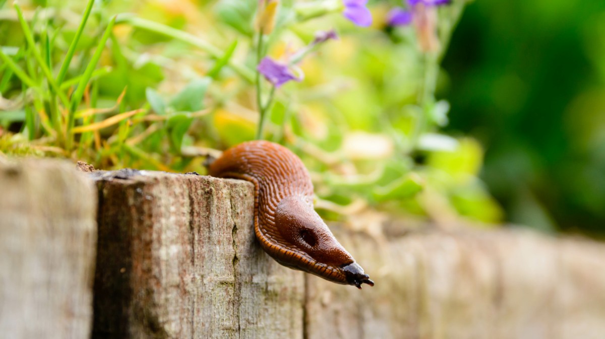 Schnecke in Blumenbeet