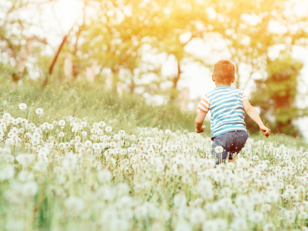 Kleiner Junge l&auml;uft &uuml;ber Wiese mit Pusteblumen