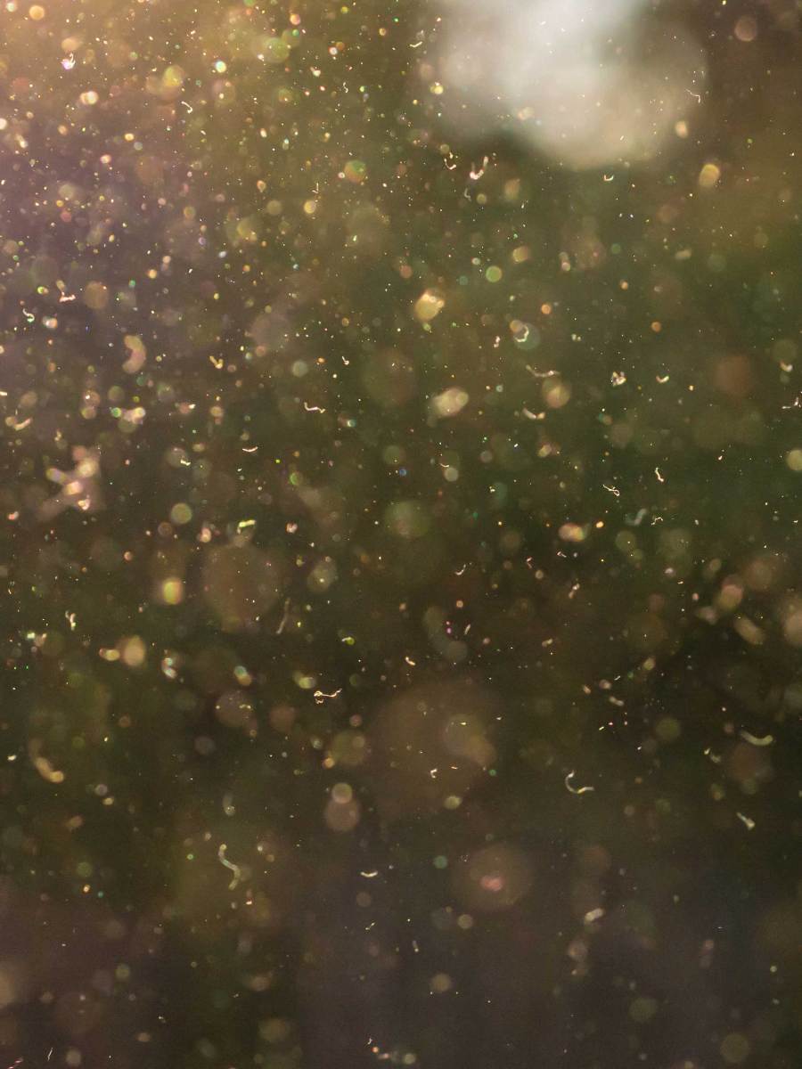 Heuschnupfen-Alarm: Die besten Tipps gegen Pollenallergie