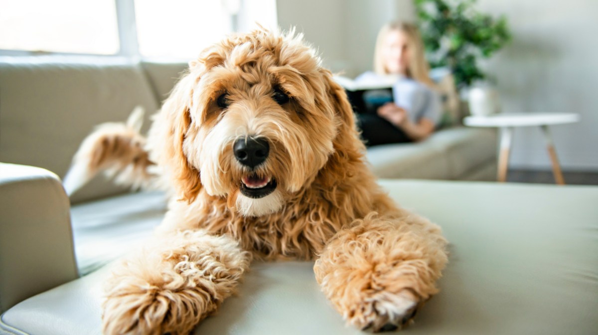 Hund auf Sofa mit Frauchen im Hintergrund