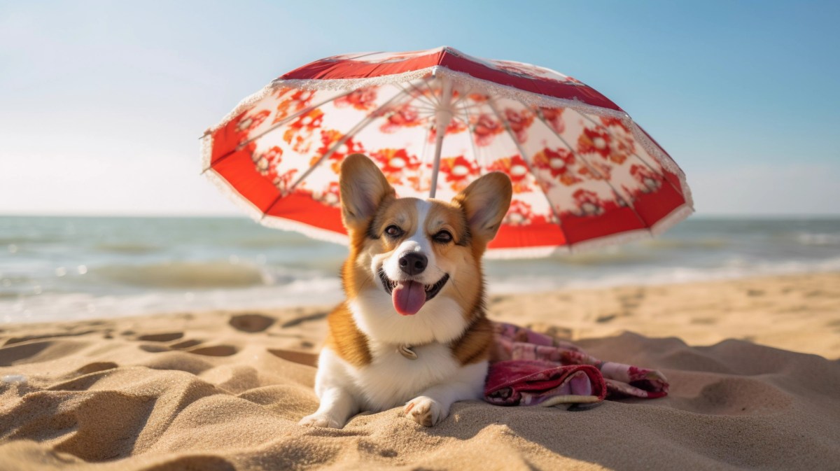 Corgi am Strand, der Schutz vor der Sonne sucht.