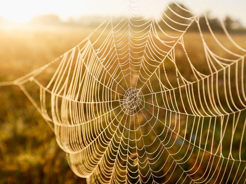 Spinnennetz in der Abendsonne