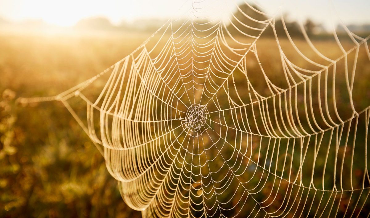 Spinnennetz in der Abendsonne