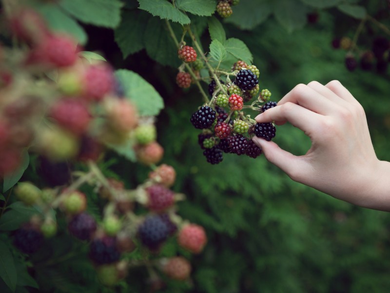 Eine Hand die wilde Brombeeren pflückt