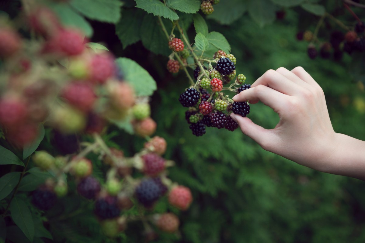 Eine Hand die wilde Brombeeren pflückt