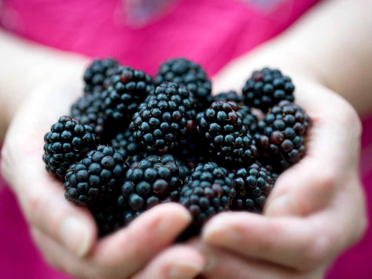 Gesunde Brombeeren auf zwei Händen aufgehäuft