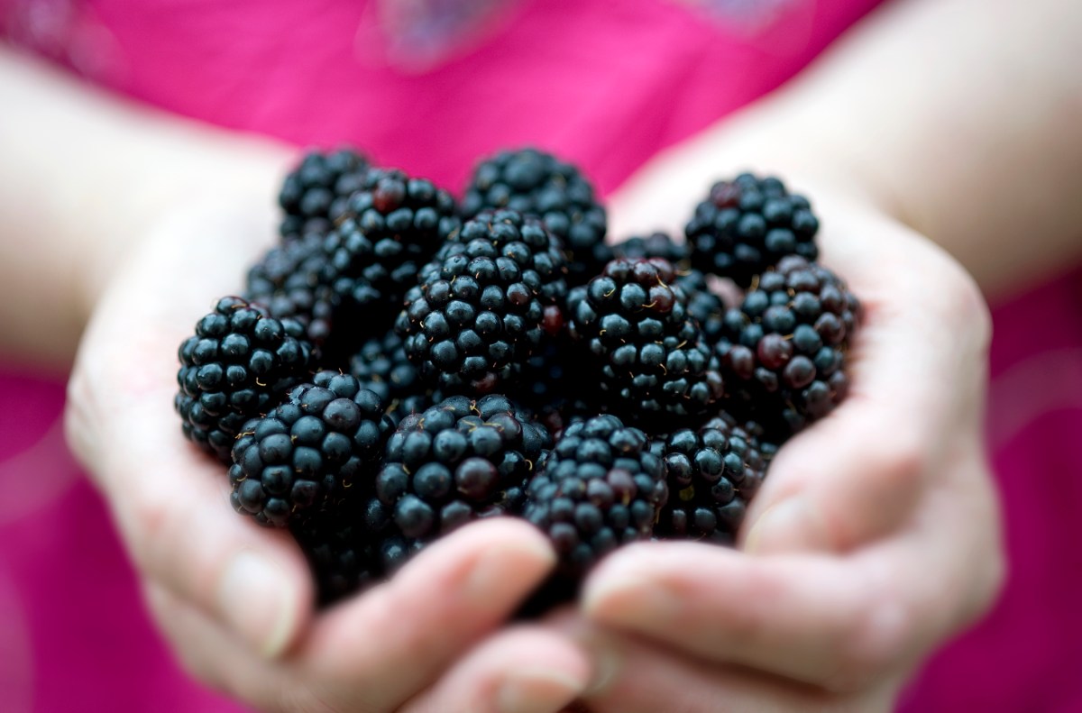 Gesunde Brombeeren auf zwei Händen aufgehäuft