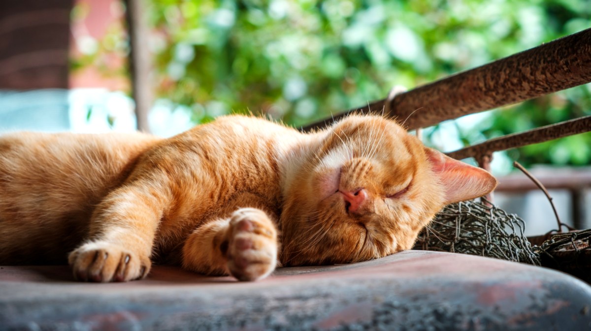 Rote Katze schläft auf einem grauen Polster.