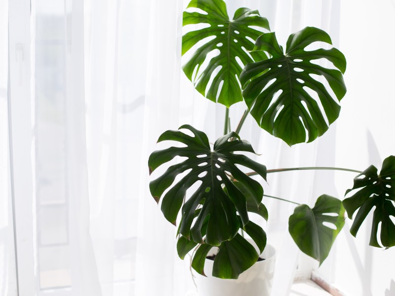 Gro&szlig;e Monstera Deliciosa vor einem hellen Fenster